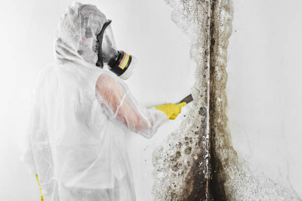 Best Basement Mold Remediation in Lebanon, MO