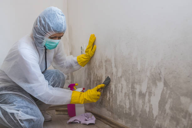 Best White Mold Remediation in Lebanon, MO