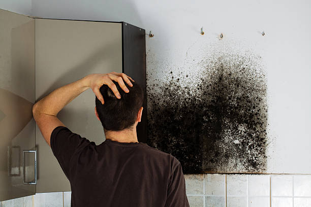 Best Crawl Space Mold Remediation in Lebanon, MO
