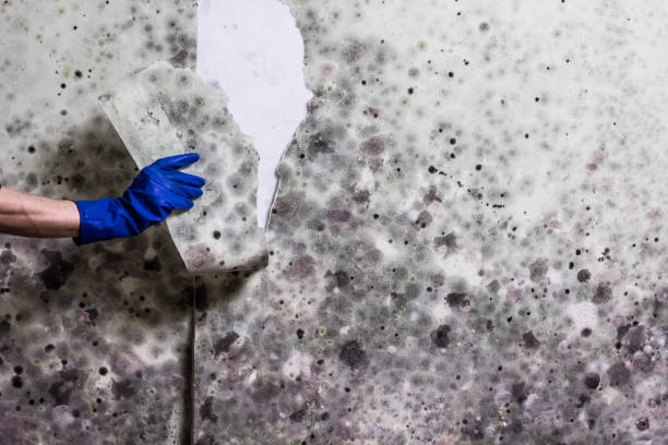 Best Basement Mold Remediation in Lebanon, MO