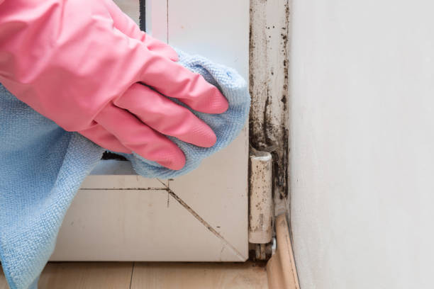 Best Commercial Mold Remediation in Lebanon, MO